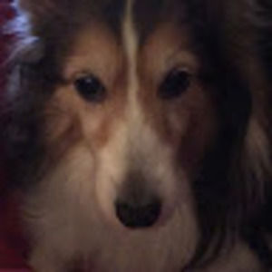 Meet your Posher, Constance